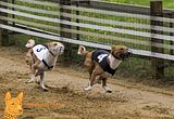 Deutsches Derby Hamburg 2014 (1005)